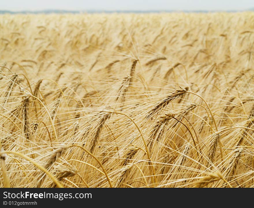 Wheat background