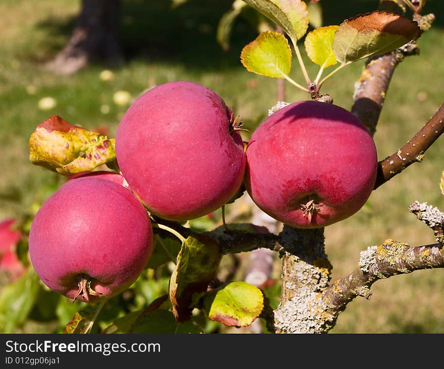 Fresh ripe red apples on a branch in the orchard. Fresh ripe red apples on a branch in the orchard