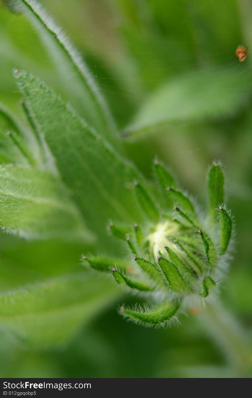 Green bud