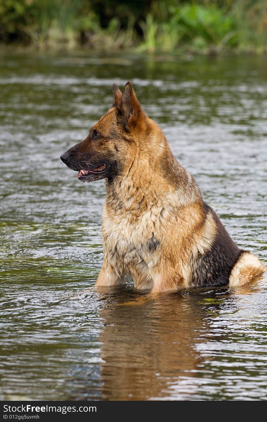 Wet Germany sheep-dog sitting in the river water