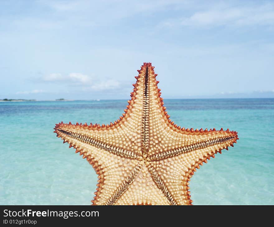 Starfish at the edge of the beach