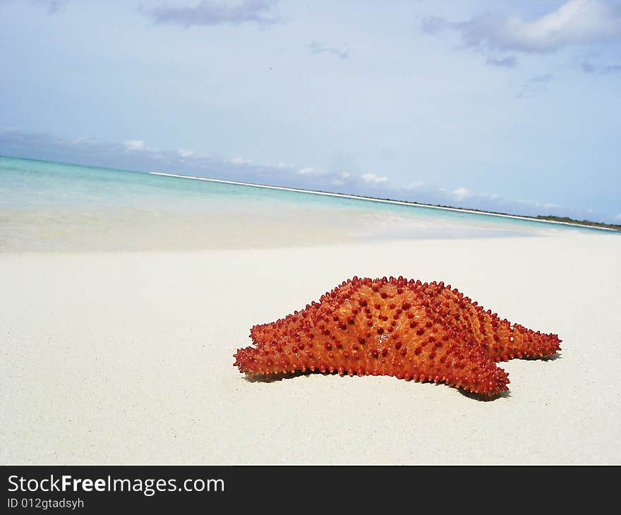 Starfish on the shore of the Sea