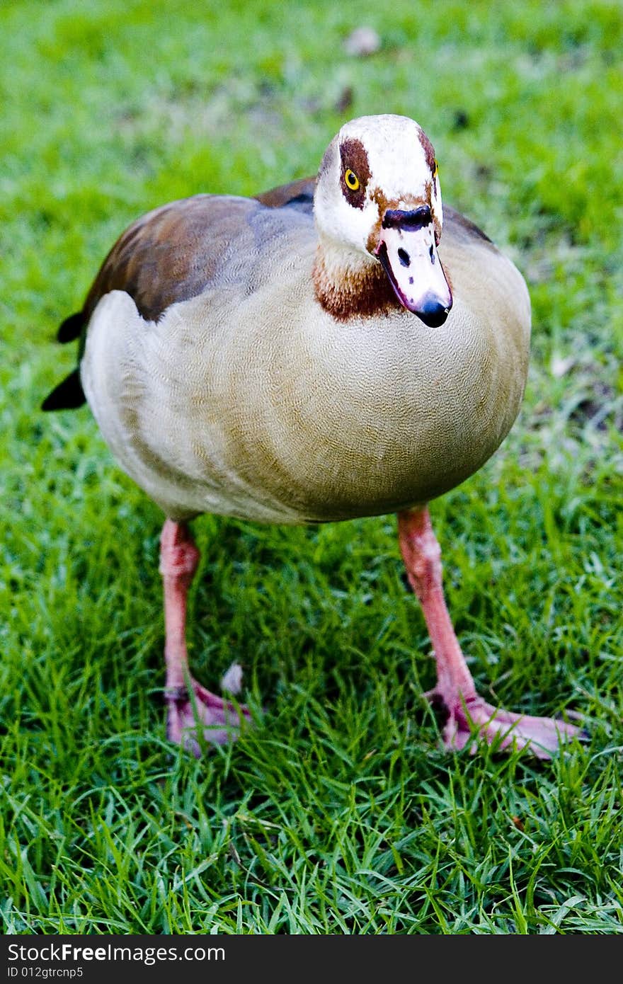 Close up of a goose walking on the grass in the park