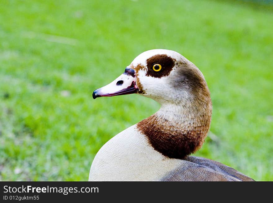 Close up of a gooses neck