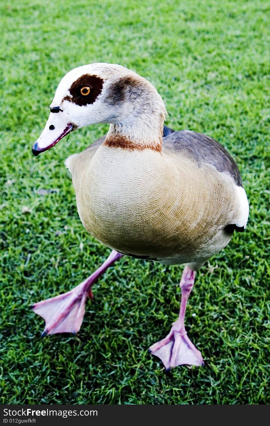 Close up of a goose walking on the grass in the park