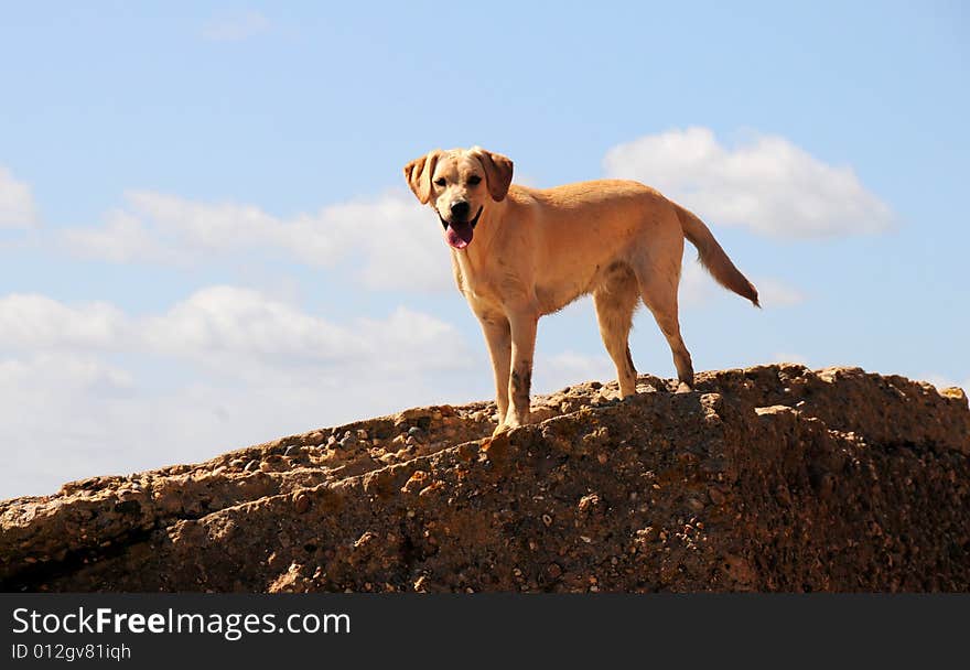 Shot of a labrador climbing rocks at the coast