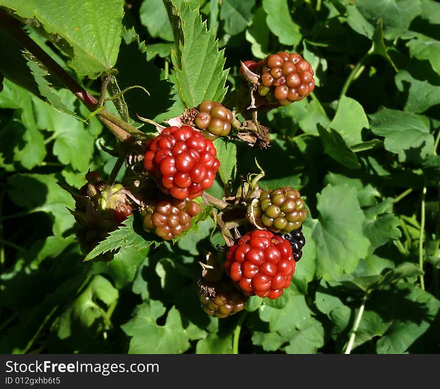 Unripe blackberries shrub in garden,