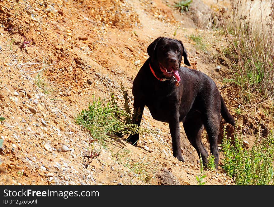 Shot of a labrador climbing cliffs at the coast