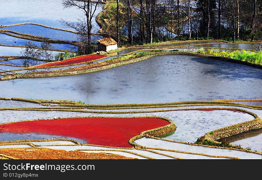 Colorful Field