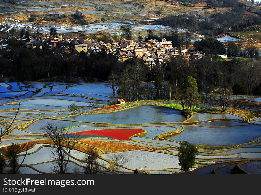 Colorful Field