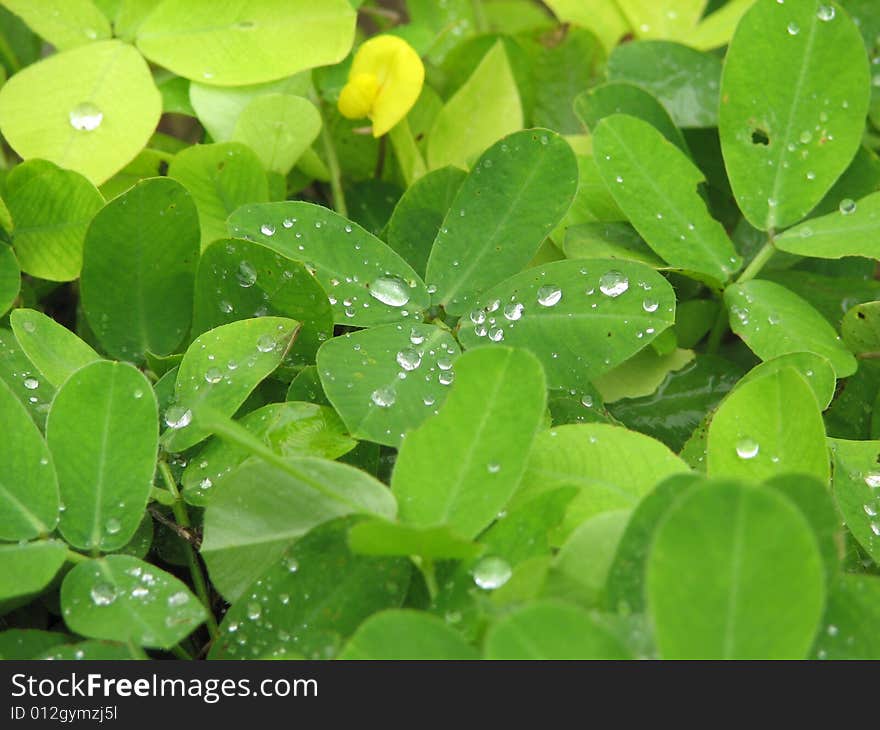 Rain Drops in Green Leafs