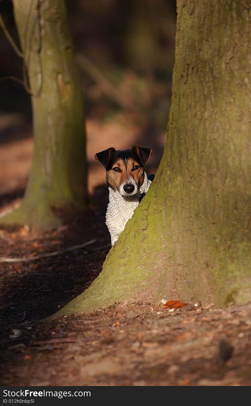 Jack Russel