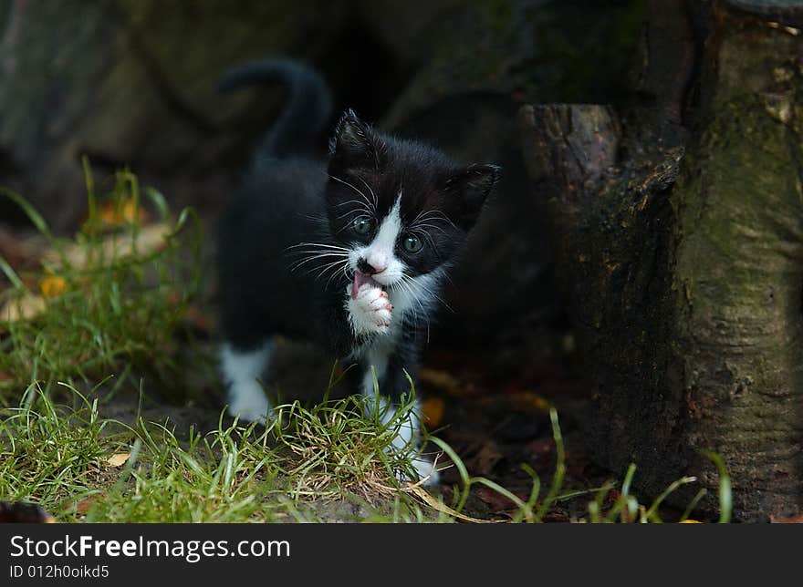 A citten is cleaning her paw. A citten is cleaning her paw