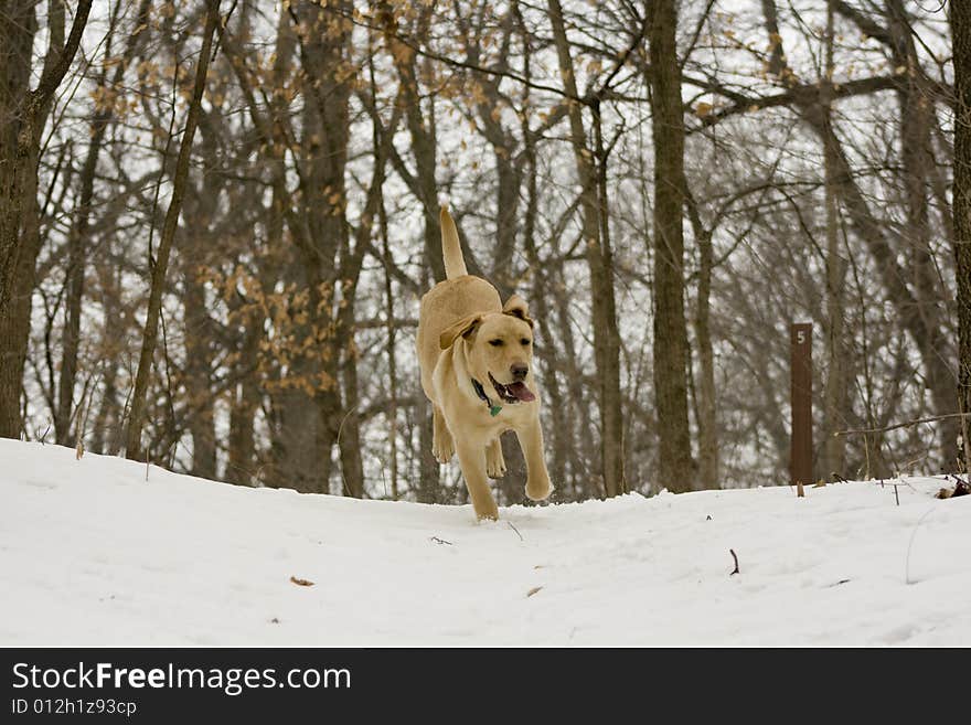 Yellow Lab Having a ball in the snow. Yellow Lab Having a ball in the snow.