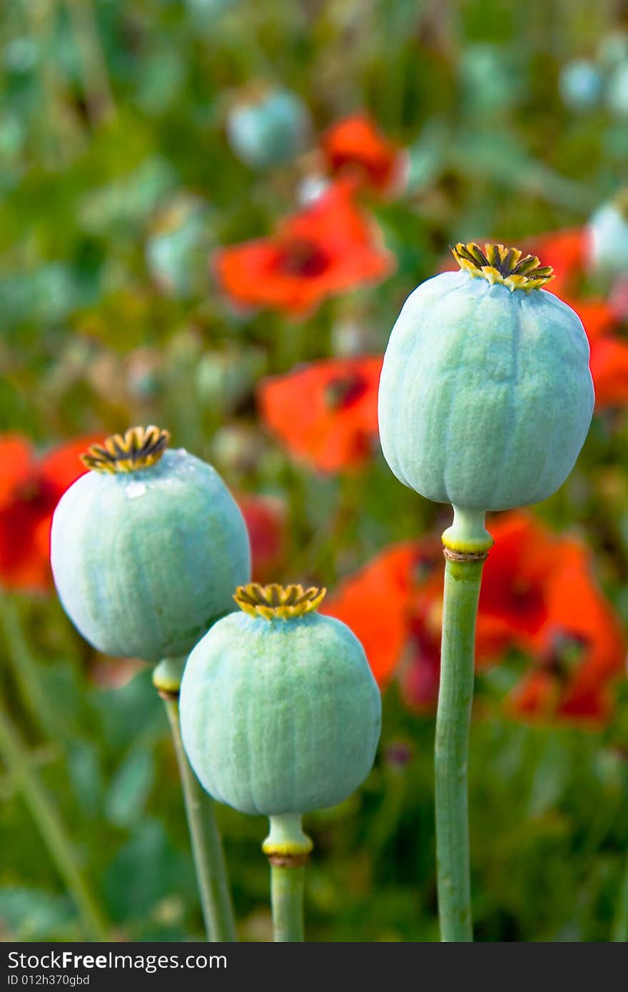 Three poppies