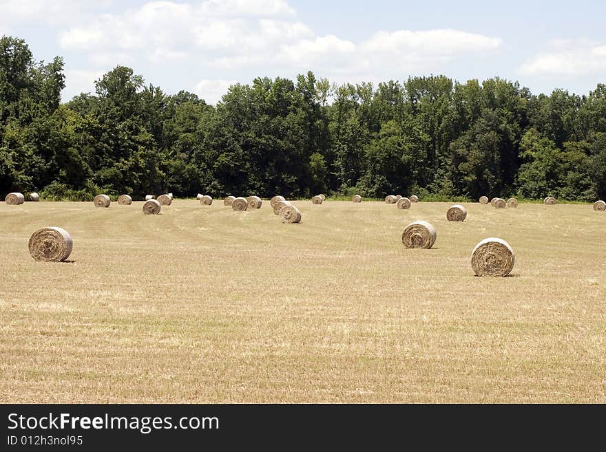 Rolls of hay just rolled up for live stock feed . Rolls of hay just rolled up for live stock feed .