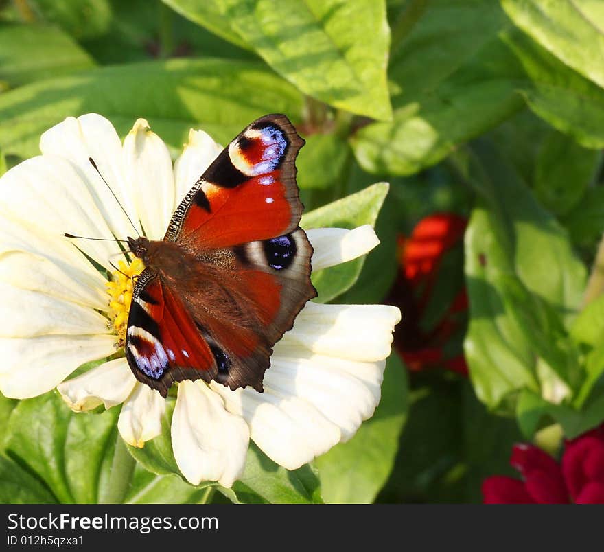 Peacock buterfly