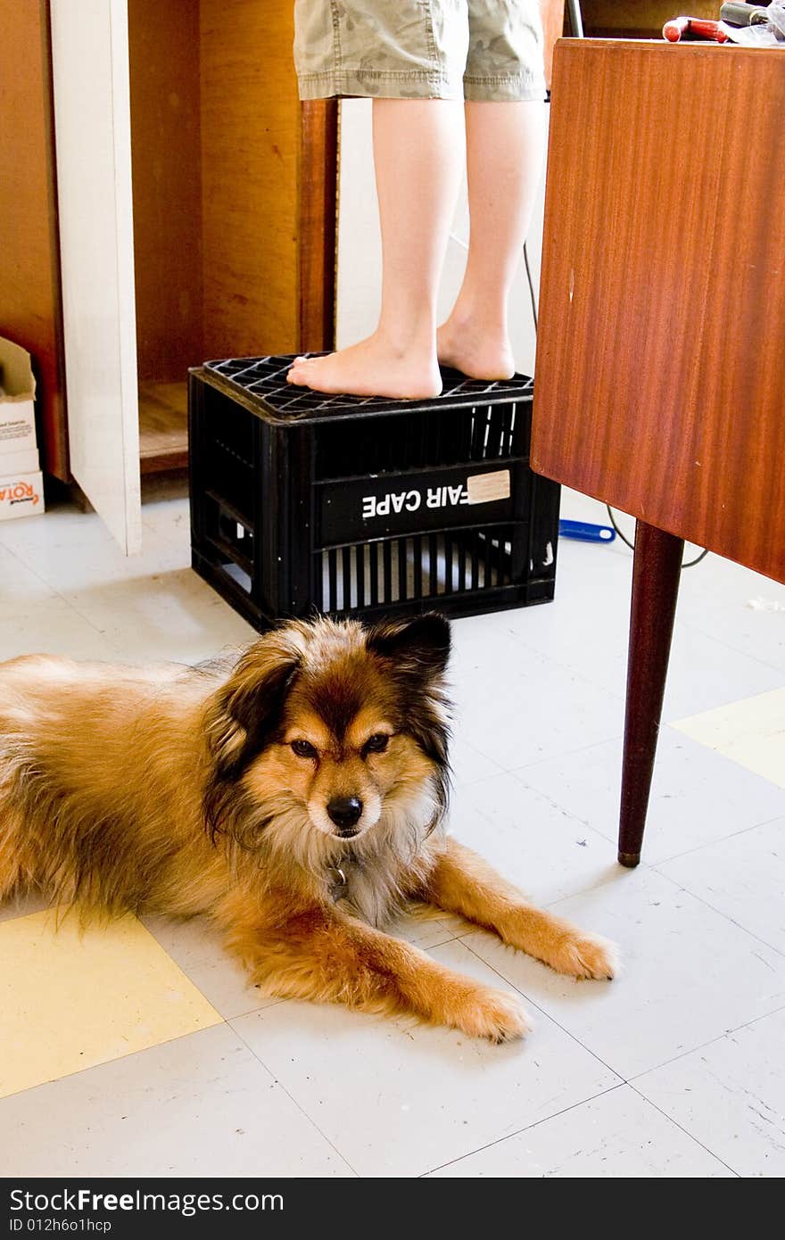 Woman and her dog remodeling kitchen. Woman and her dog remodeling kitchen