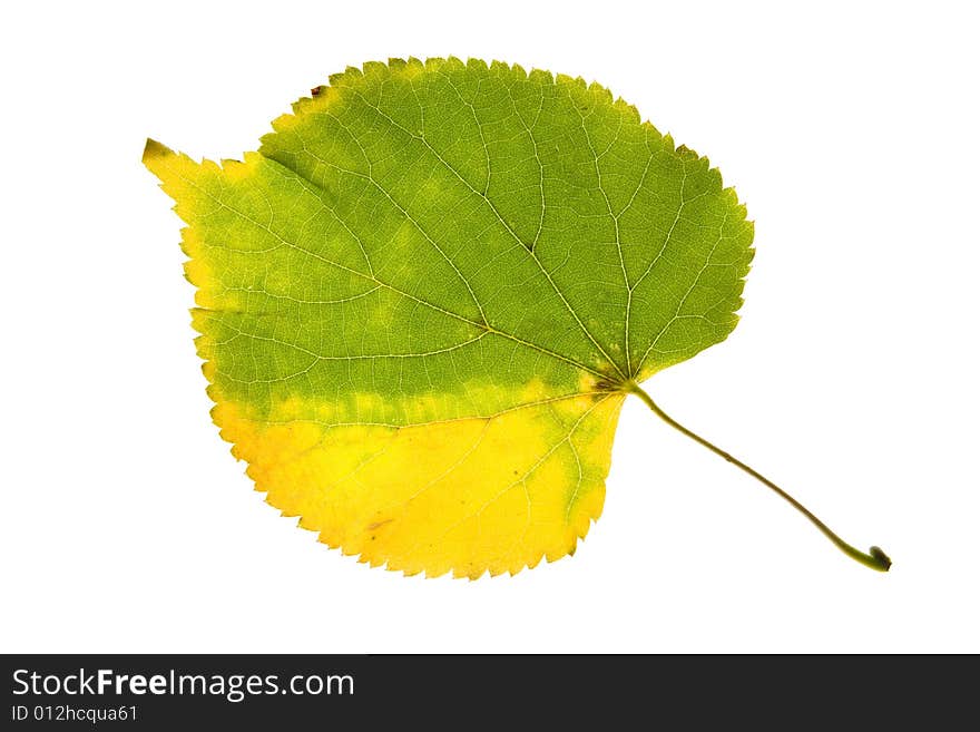 Autumn leaf isolated on a white background