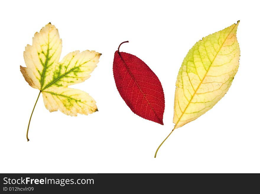 Various autumn leaves isolated on white background