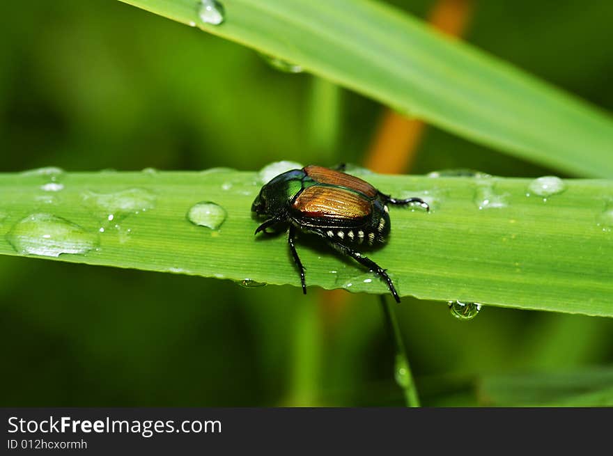 Cockchafer