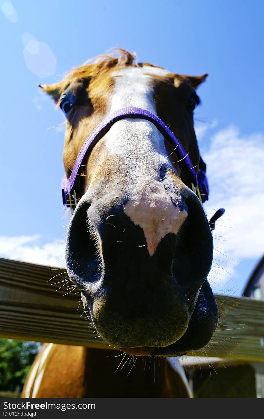 Wide angle shot of horse face.