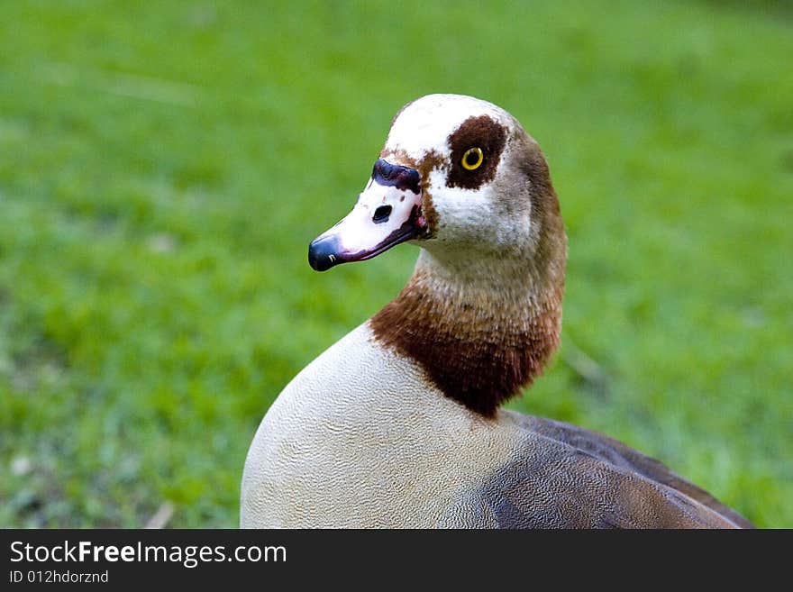 Close up of a goose