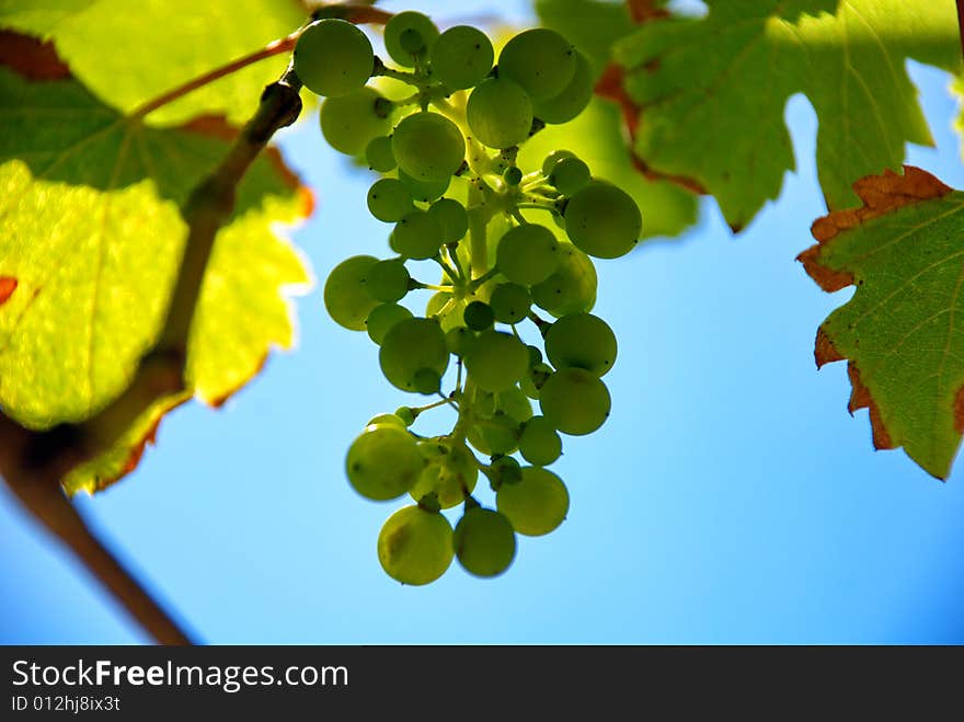 An image of grapes during summer. An image of grapes during summer.