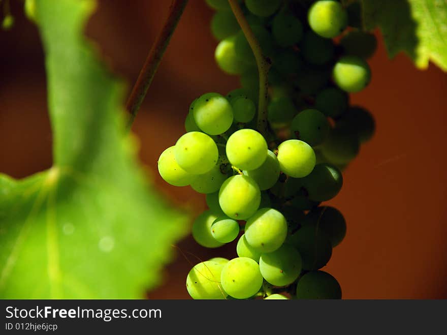 An image of grapes during summer. An image of grapes during summer.