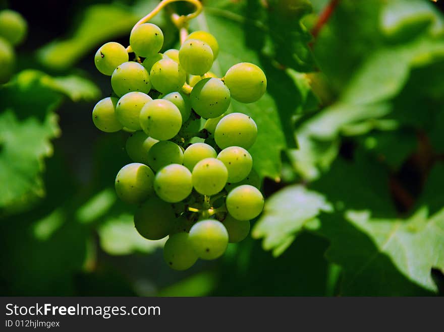 An image of grapes during summer. An image of grapes during summer.