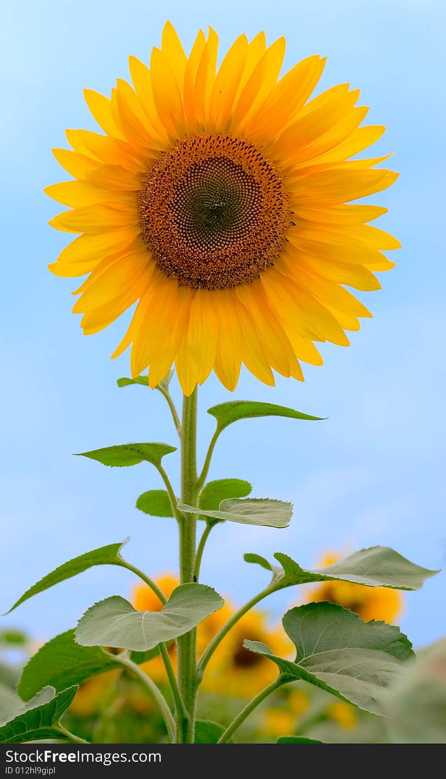 Beauty sunflower on sky background