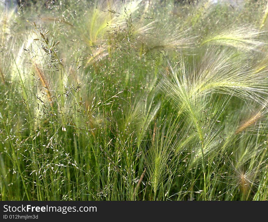 Grass
green
relaxation
nature
summer