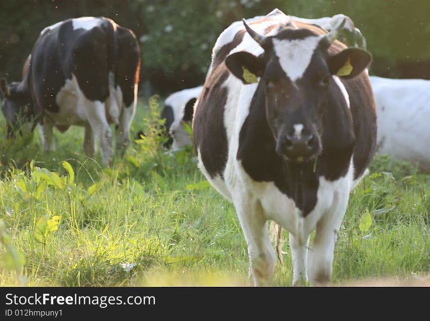 Irish cows, still poplar business in ireland, they are sort of decoration of the irish panoramas