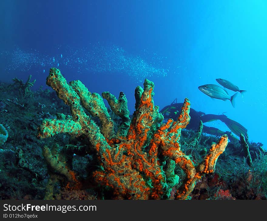 Coral Reef And Scuba Diver