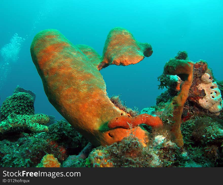 This image was taken at the Aqua Zoo in Pompano Beach, Florida about a mile off shore. North of Hillsboro Inlet. This image was taken at the Aqua Zoo in Pompano Beach, Florida about a mile off shore. North of Hillsboro Inlet.