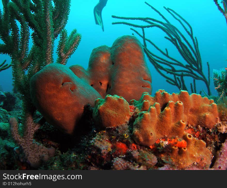 This coral was taken at the Lighthouse Ledge reef in Pompano Beach, Florida about a mile off shore. South of Hillsboro Inlet. This coral was taken at the Lighthouse Ledge reef in Pompano Beach, Florida about a mile off shore. South of Hillsboro Inlet.