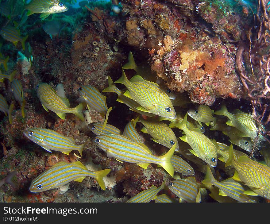 This image was taken at the Lighthouse Ledge reef in Pompano Beach, Florida about a mile off shore. South of Hillsboro Inlet. This image was taken at the Lighthouse Ledge reef in Pompano Beach, Florida about a mile off shore. South of Hillsboro Inlet.