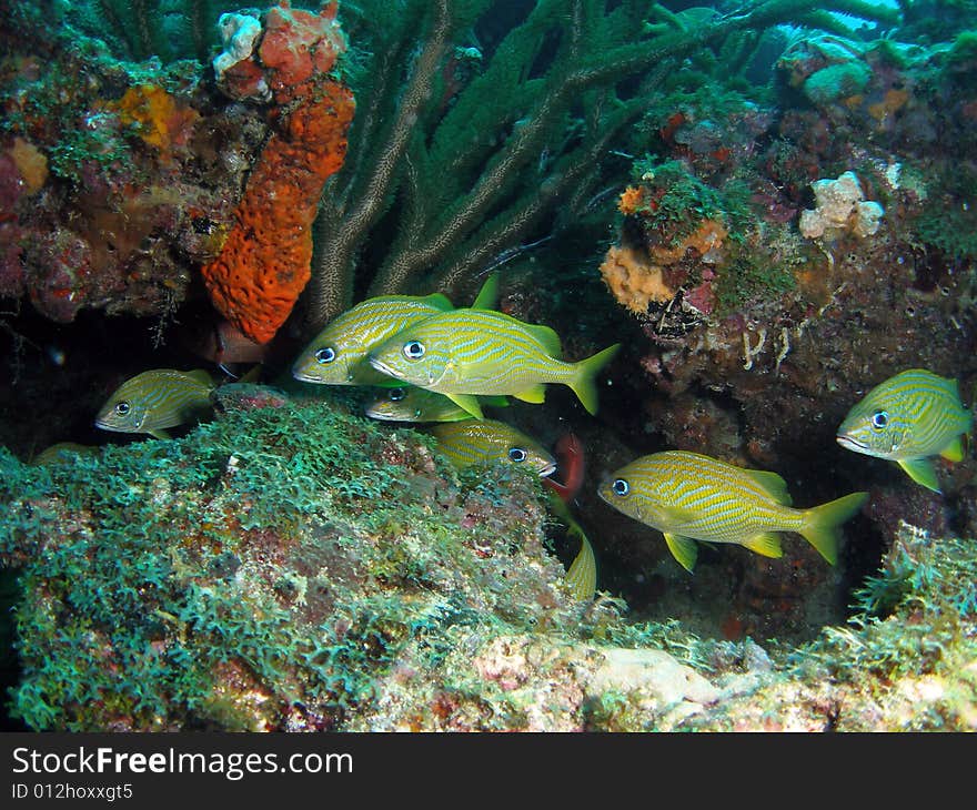 This image was taken at the Lighthouse Ledge reef in Pompano Beach, Florida about a mile off shore. South of Hillsboro Inlet. This image was taken at the Lighthouse Ledge reef in Pompano Beach, Florida about a mile off shore. South of Hillsboro Inlet.