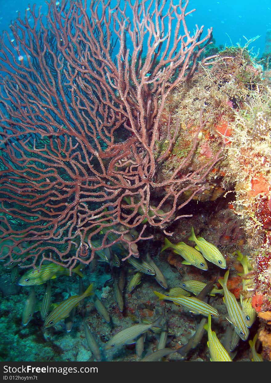 This picture was taken at the Lighthouse Ledge reef in Pompano Beach, Florida about a mile off shore. South of Hillsboro Inlet. This picture was taken at the Lighthouse Ledge reef in Pompano Beach, Florida about a mile off shore. South of Hillsboro Inlet.