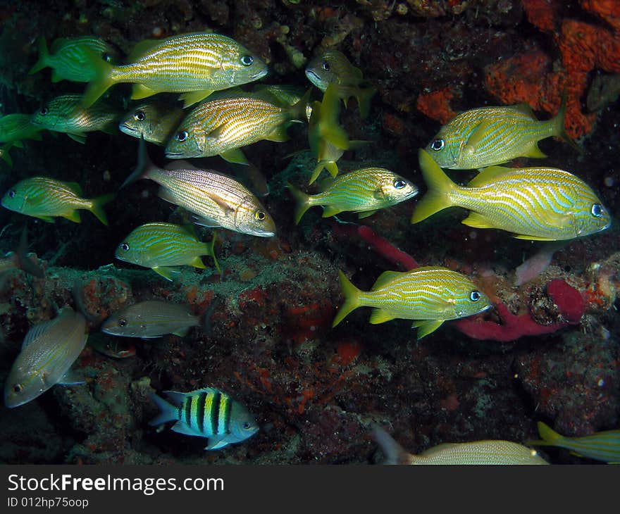 This image was taken at the Lighthouse Ledge reef in Pompano Beach, Florida about a mile off shore. South of Hillsboro Inlet. This image was taken at the Lighthouse Ledge reef in Pompano Beach, Florida about a mile off shore. South of Hillsboro Inlet.