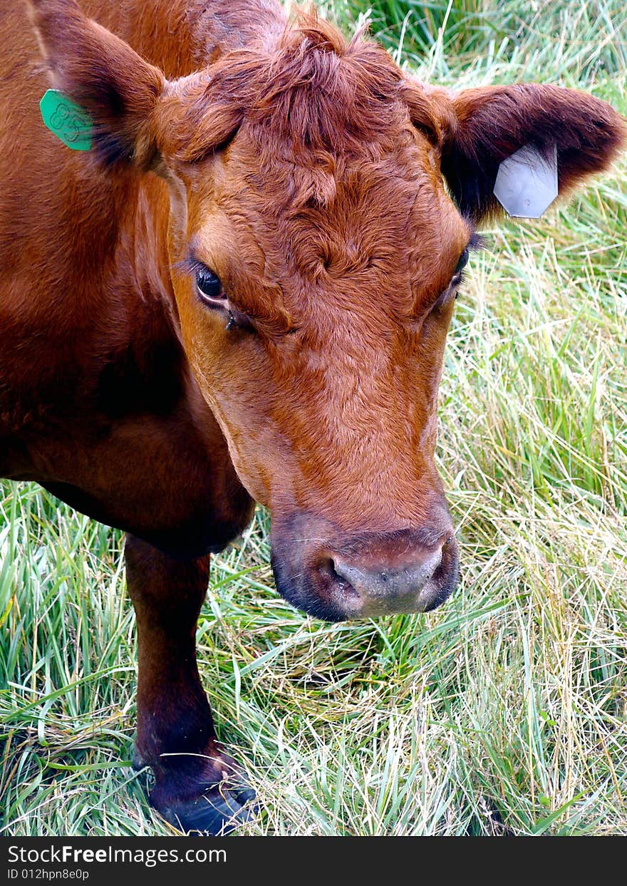 A brown cow standing in a meadow