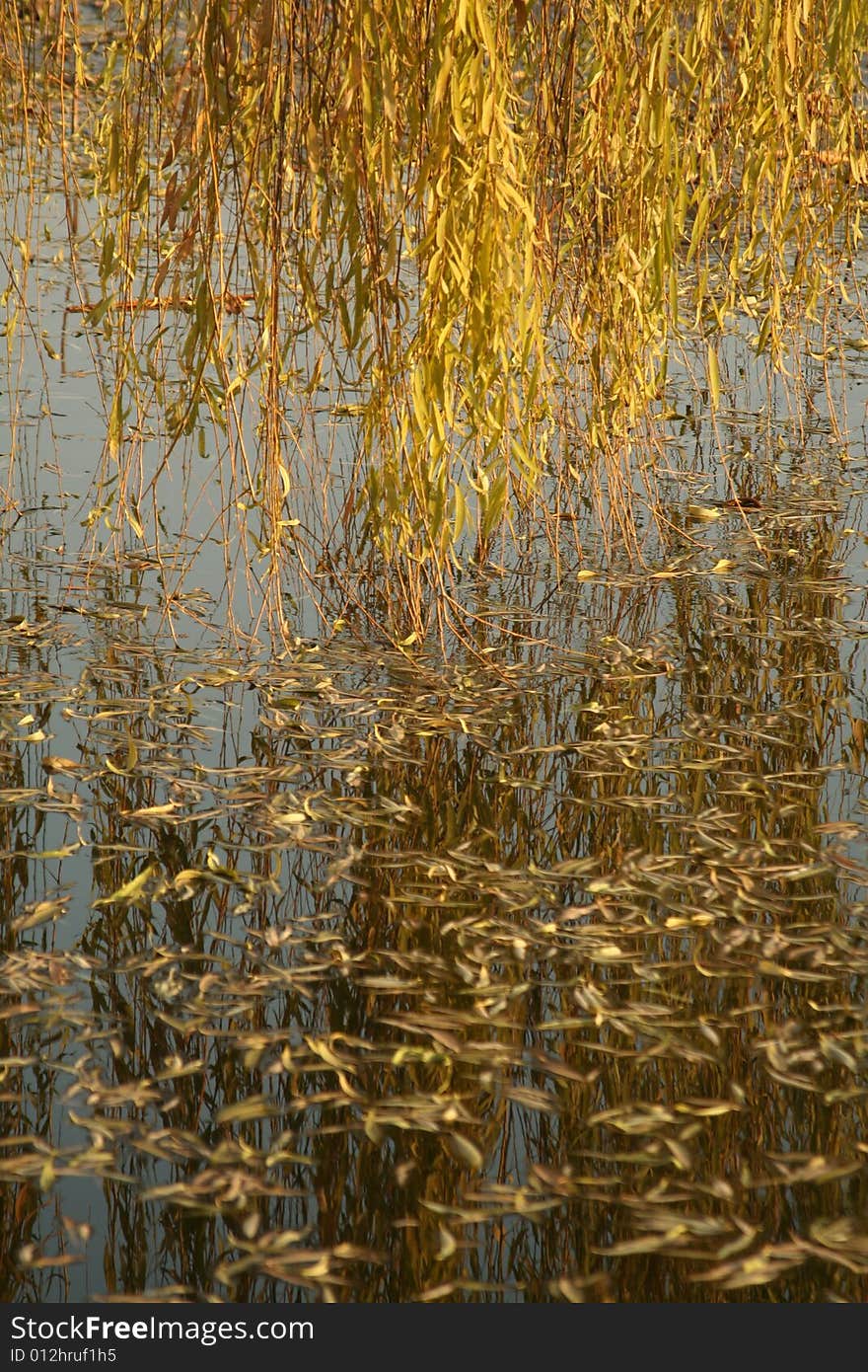 Willow leaves reach the surface of  lake