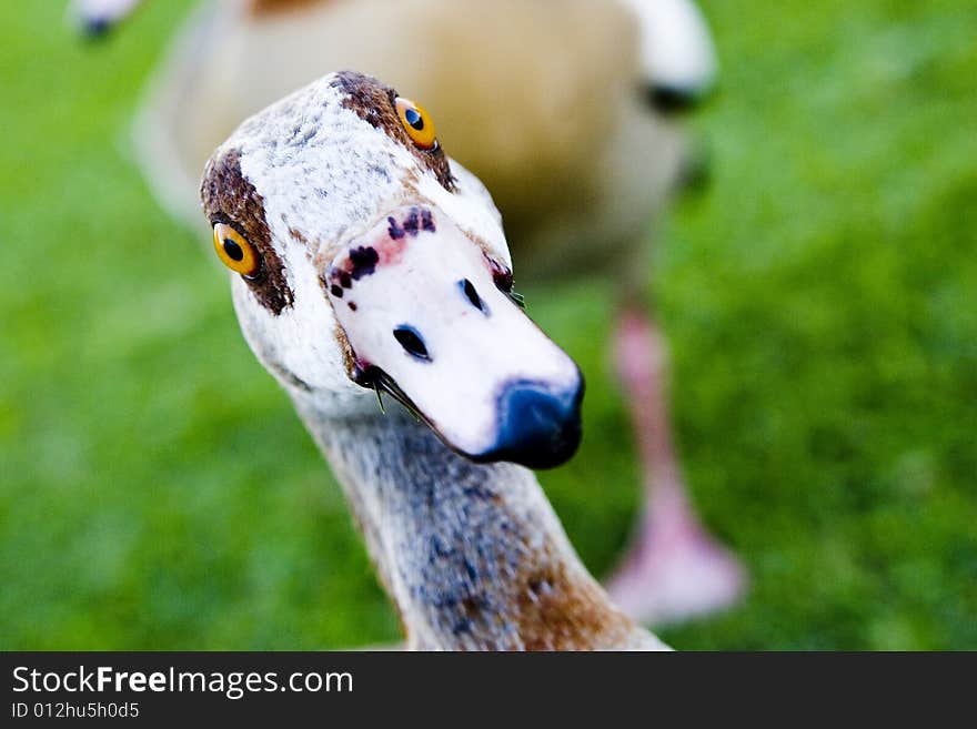 Close up of a goose walking on the grass in the park