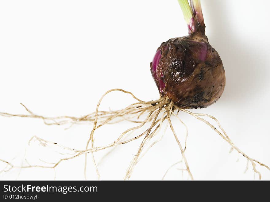 Newly harvested onion, with leaves and roots still attached