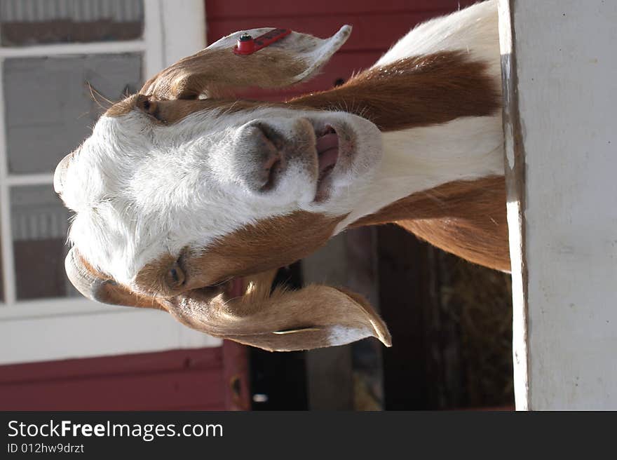 Smiling goat