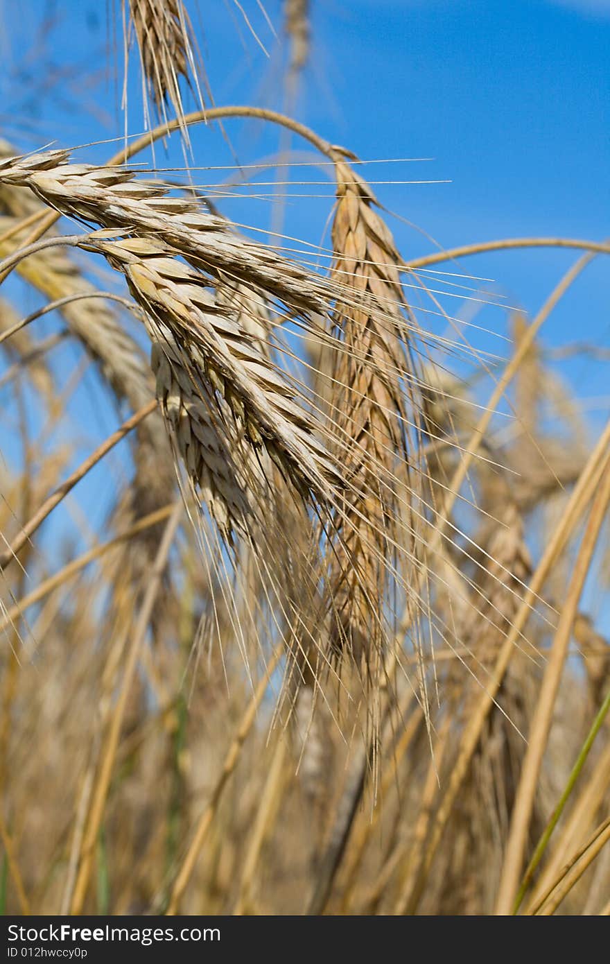 Close-up wheat on blue sky background