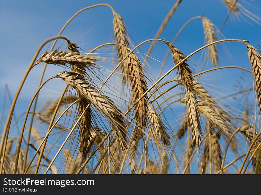 Close-up wheat on blue sky background