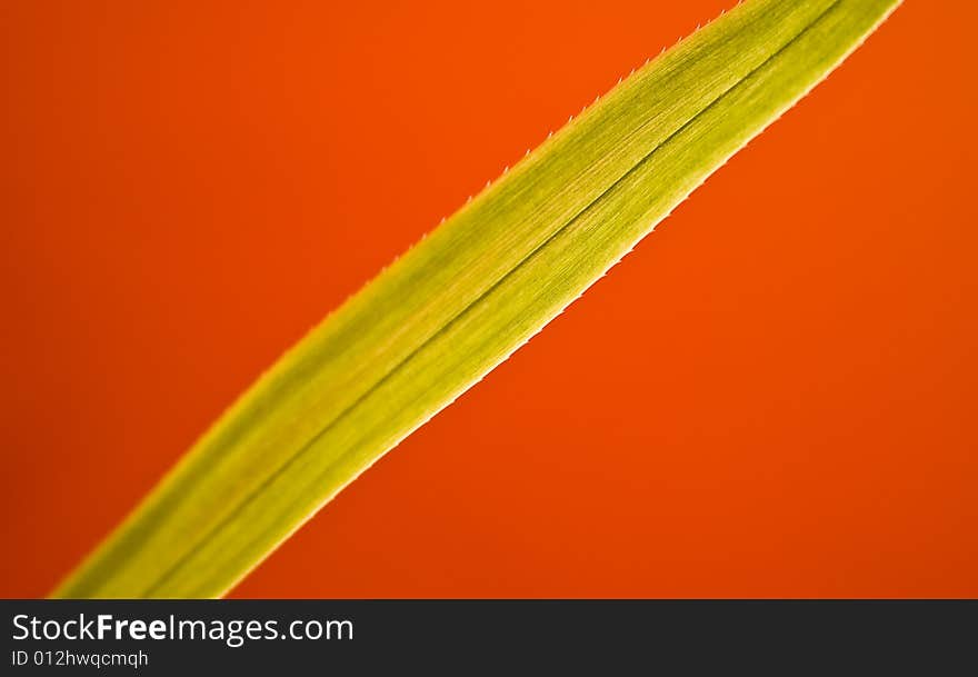 The picture of leaf on red background. The picture of leaf on red background