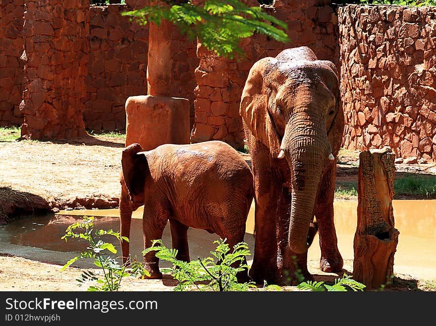 Animal african elephant in a zoo