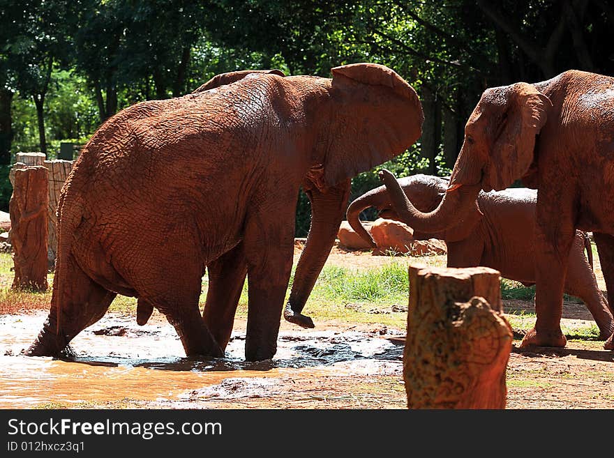 Animal african elephant in a zoo